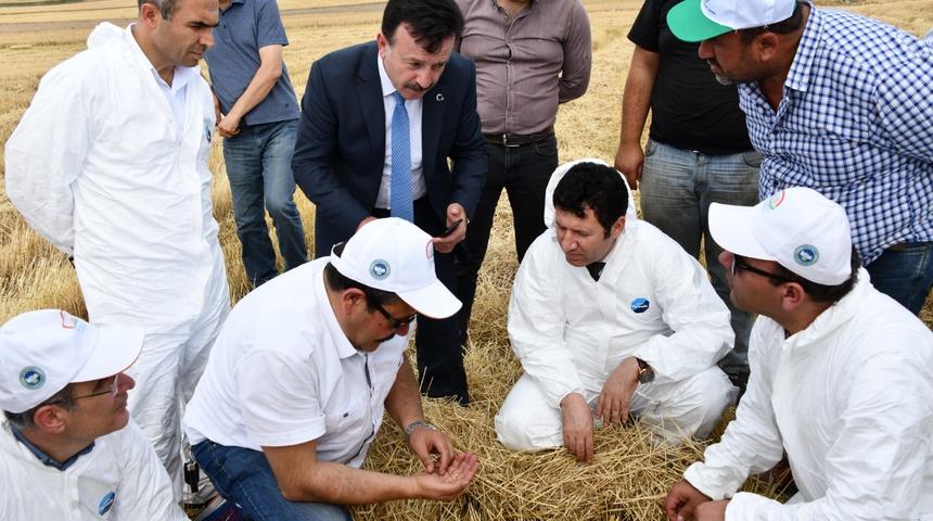 Süne ile mücadele buğdayda verimi artırdı