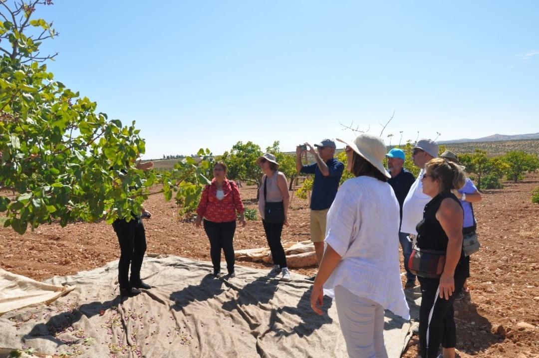 İlk kez Antep fıstığı topladılar