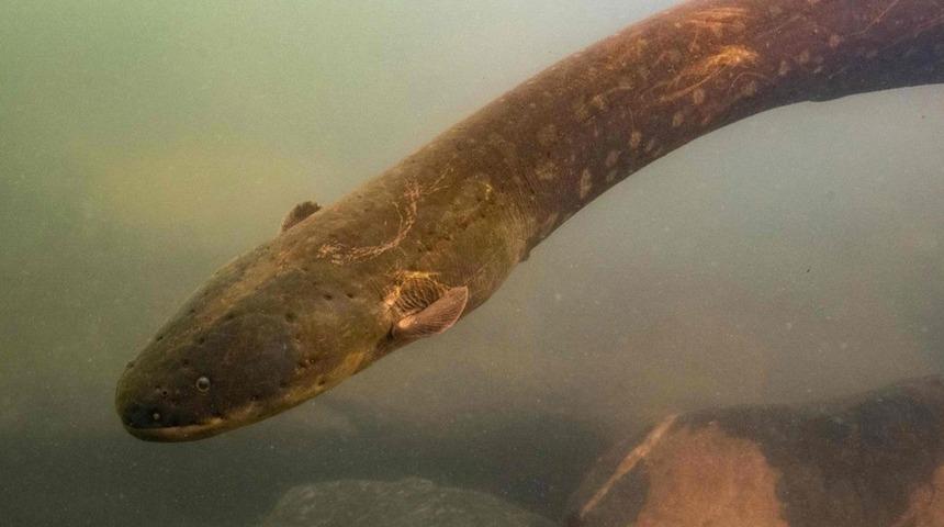 860 volt elektrik &uuml;retebilen yeni bir yılan balığı t&uuml;r&uuml; keşfedildi