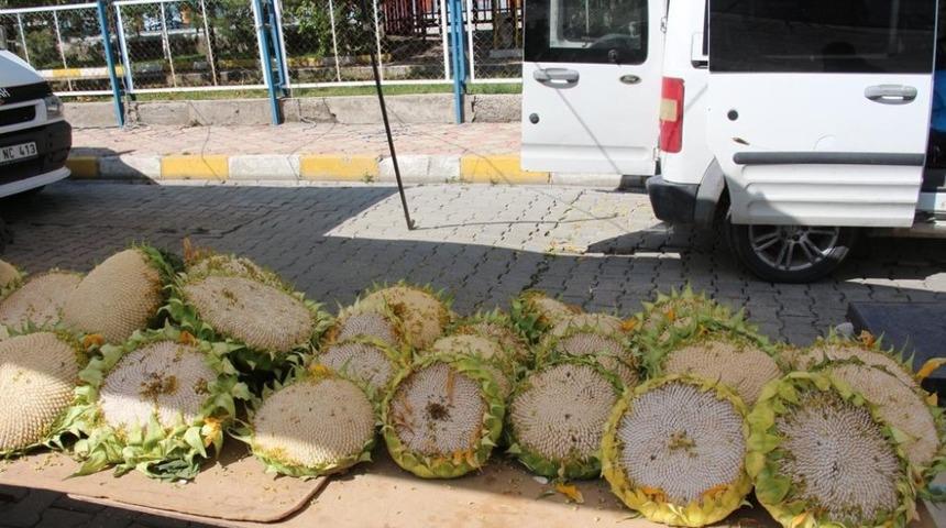 Yarenlik &ccedil;ekirdeği pazarda yerini aldı