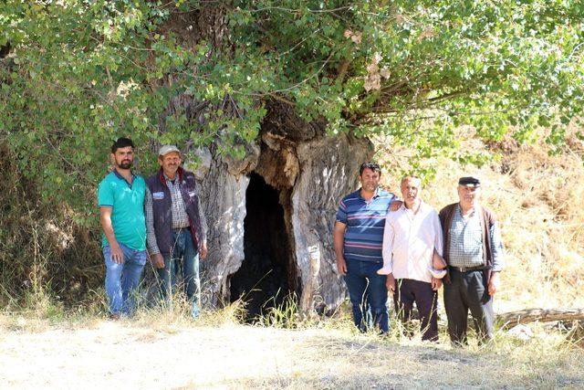 Kavak ağacının kovuğuna 5 kişi sığdı