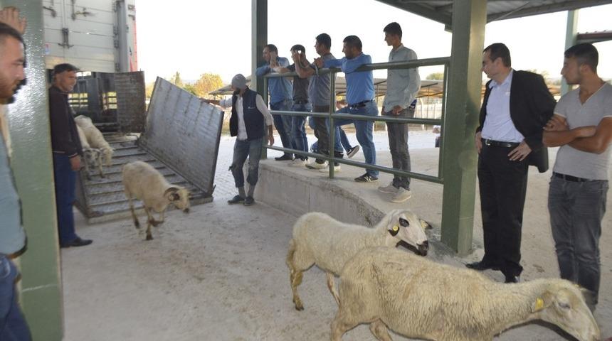 Genç çiftçilere 250 koyun hibe edildi