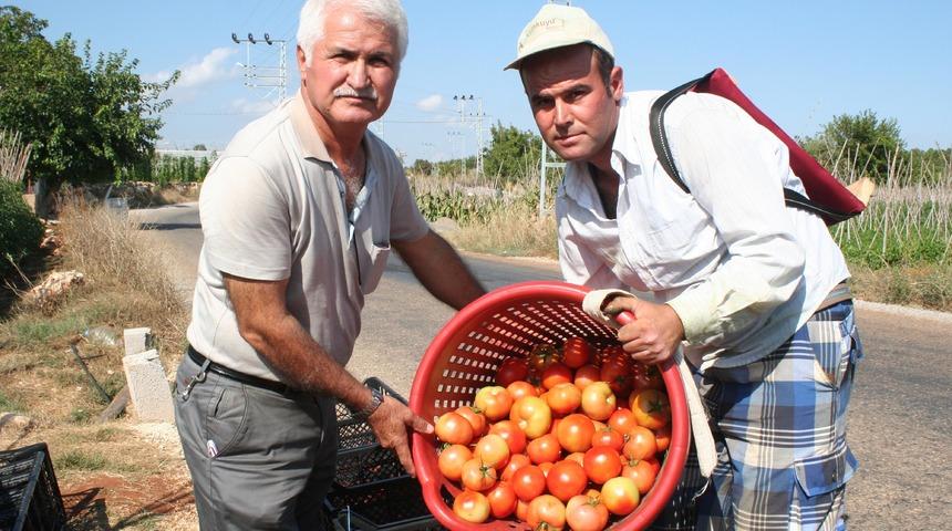 Yetkililerden destek bekliyor! Domatesin fiyatı 50 kuruşa düştü