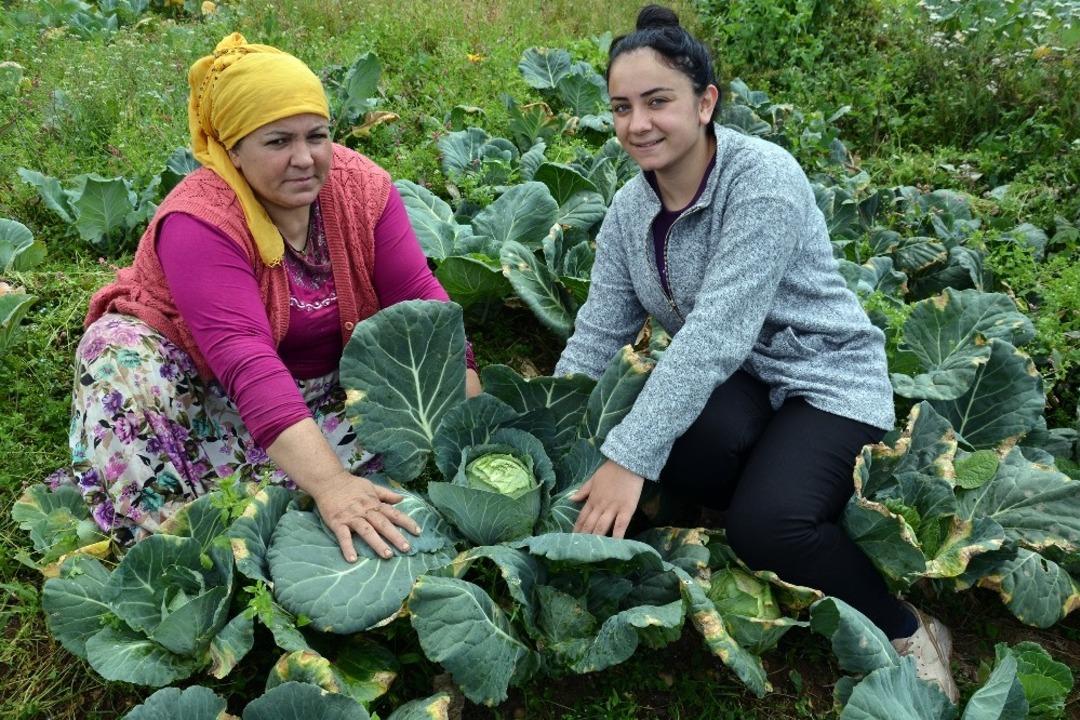 2 bin rakımlı yaylada beyaz lahana hasadı başladı