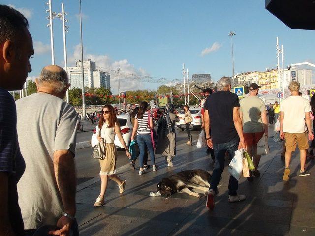 (Özel) Taksim’de turist kadın sevdiği köpek tarafından ısırıldı