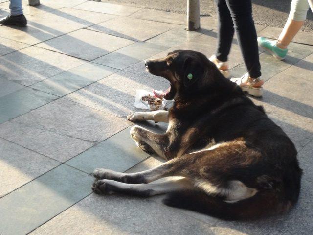 (Özel) Taksim’de turist kadın sevdiği köpek tarafından ısırıldı