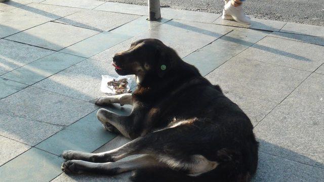 (Özel) Taksim’de turist kadın sevdiği köpek tarafından ısırıldı