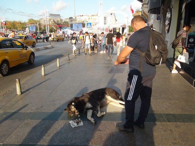 (Özel) Taksim’de turist kadın sevdiği köpek tarafından ısırıldı