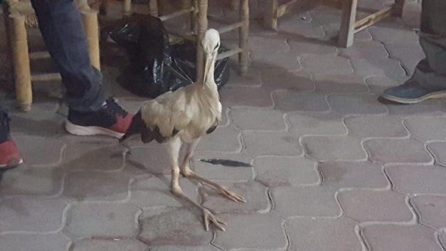 Iğdır’da arazide bulunan leylek, görevlilere teslim edildi