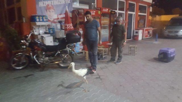 Iğdır’da arazide bulunan leylek, görevlilere teslim edildi