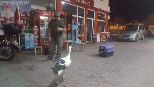 Iğdır’da arazide bulunan leylek, görevlilere teslim edildi