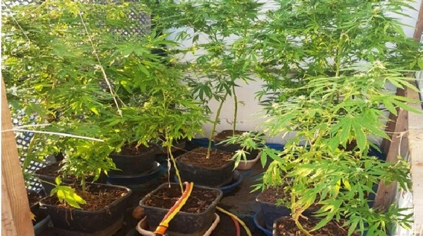 Didim&rsquo;deki villada saksıda hint keneviri yetiştirmiş