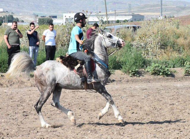 Atlı Cirit yükselme grubu maçları Sivas’ta