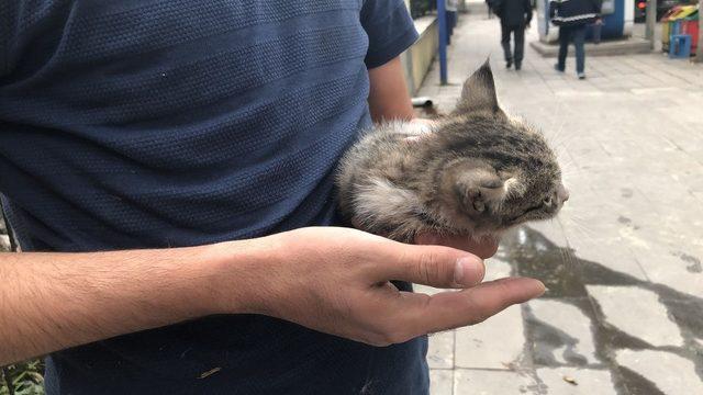 Araç motoruna giren yavru kedi kurtarıldı