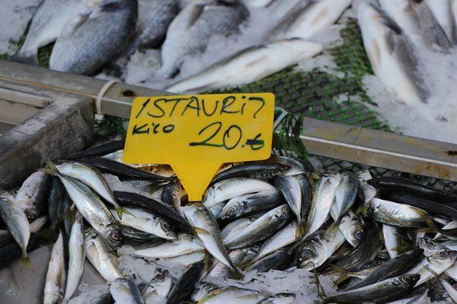İklim değişikliği balık türlerini azalttı: Denizlerimizde balık kalmadı