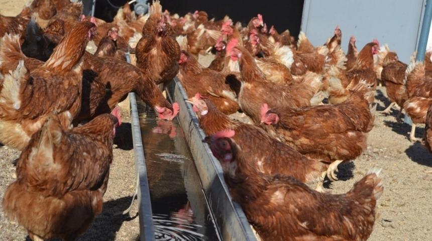 En fazla k&uuml;mes hayvanı Manisa&rsquo;da