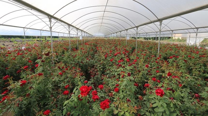 G&uuml;l bah&ccedil;esinde yeşeren umutlar iki yaşında