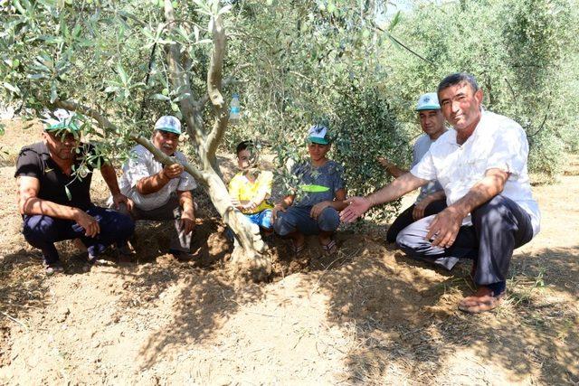 Yaban domuzları meyve bahçelerine dadandı