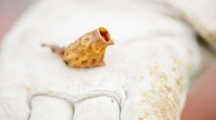 Propolis nedir, propolis faydaları nelerdir?