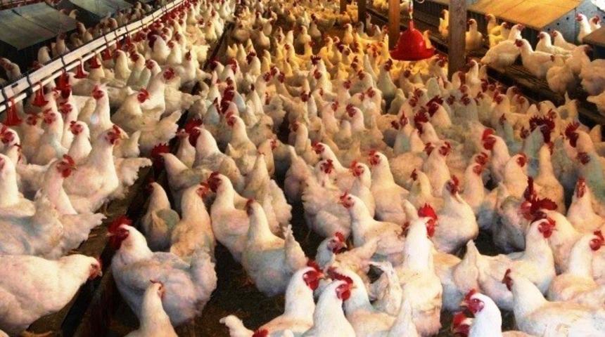 Kütahya’da kümes hayvanı sayısı yüzde 7,7 azaldı