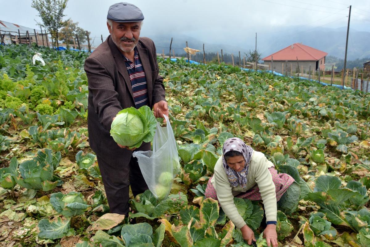 2 bin rakımlı yaylada beyaz lahana hasadı başladı