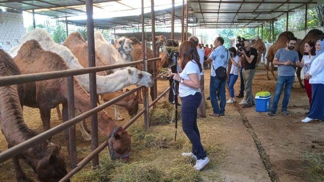 AB Devesütü (Camelmılk) proje ekibi Aydın’da inceleme yaptı
