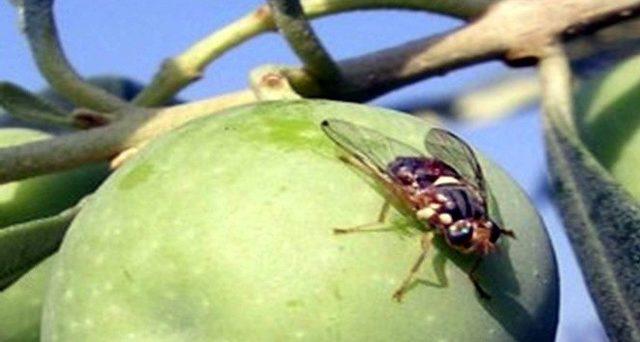 Bilecik’teki bahçelerde zeytin sineği zazarlısı görülmedi