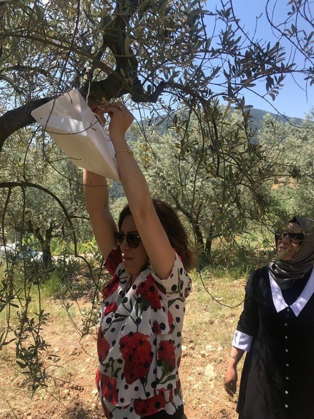 Bilecik’teki bahçelerde zeytin sineği zazarlısı görülmedi