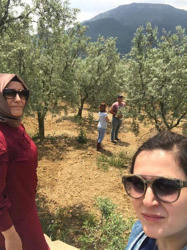 Bilecik’teki bahçelerde zeytin sineği zazarlısı görülmedi