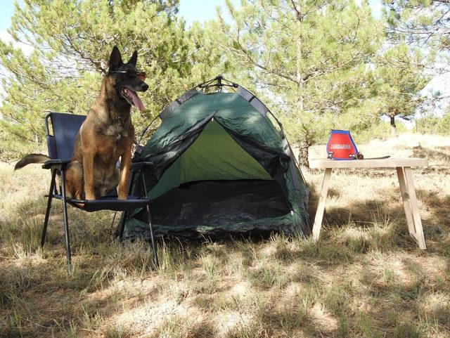 Narkotik köpeği 'Cimri'ye sosisli emeklilik kutlaması