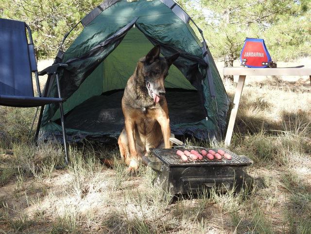 Narkotik köpeği 'Cimri'ye sosisli emeklilik kutlaması