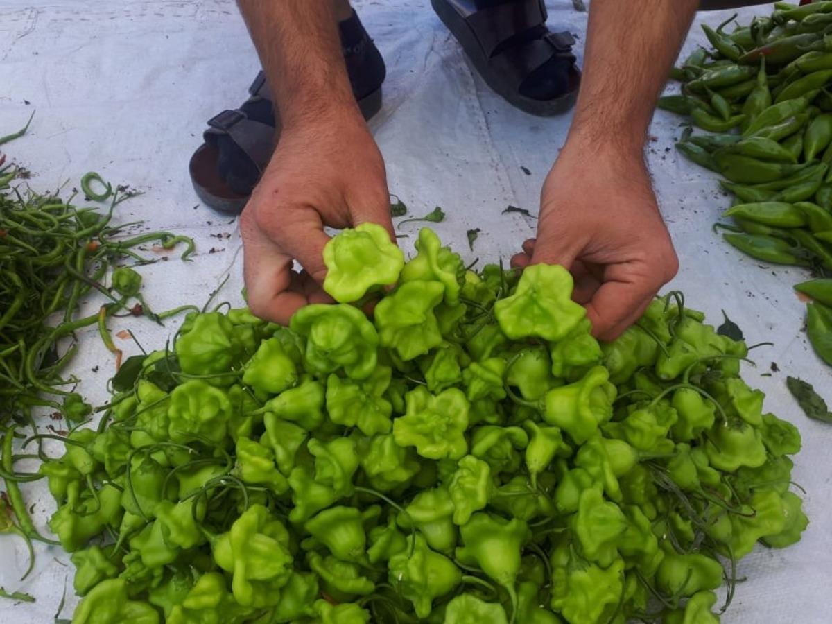 G&uuml;l Biberi' tezg&acirc;hların g&ouml;zdesi! İlk kez &uuml;retildi