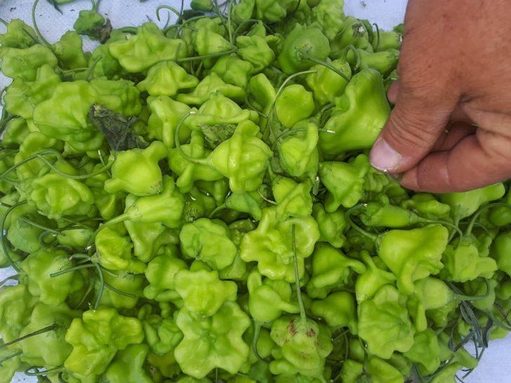 Gül Biberi' tezgâhların gözdesi! İlk kez üretildi G3