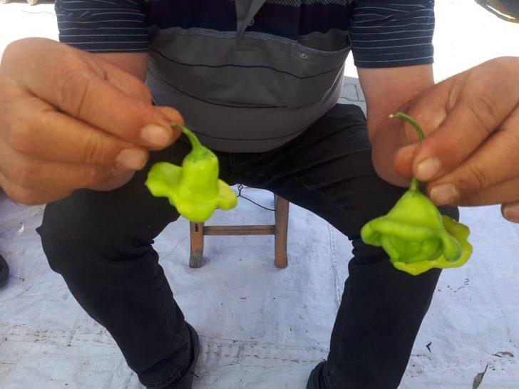 Gül Biberi' tezgâhların gözdesi! İlk kez üretildi G4