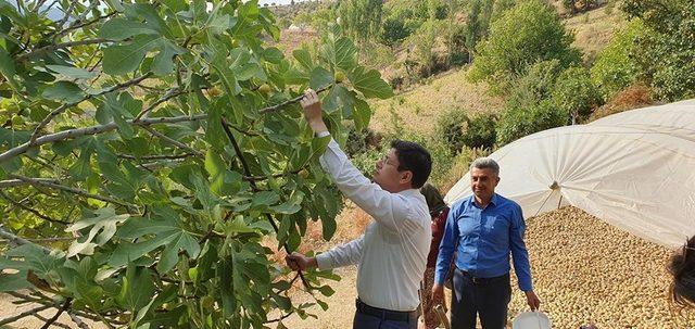 Başkan Özcan üreticiyle birlikte incir hasat etti