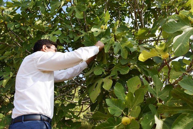 Başkan Özcan üreticiyle birlikte incir hasat etti