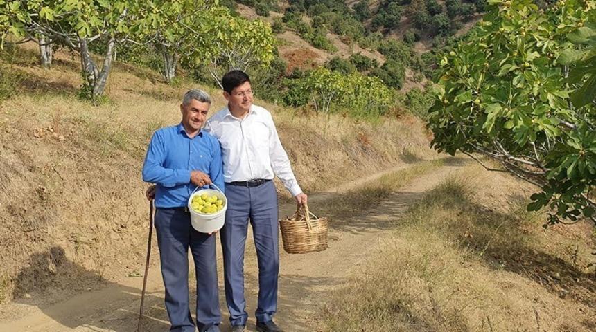 Başkan Özcan üreticiyle birlikte incir hasat etti