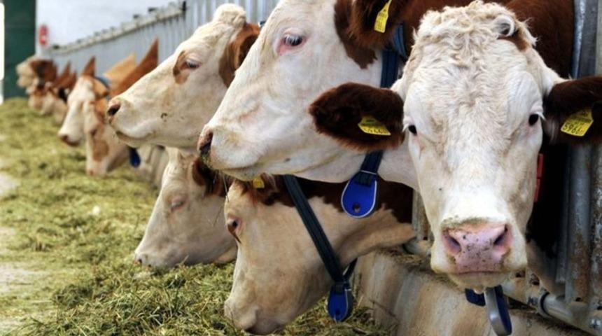 Muğla&rsquo;nın Hayvansal &Uuml;retim İstatistikleri a&ccedil;ıklandı