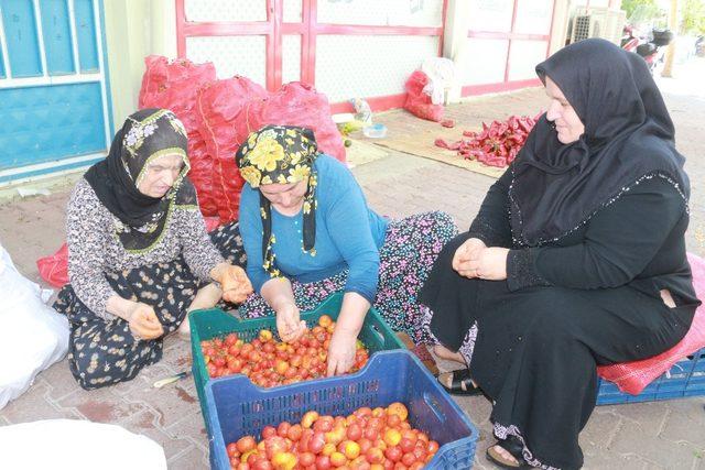 Ev yapımı salça sezonu başladı