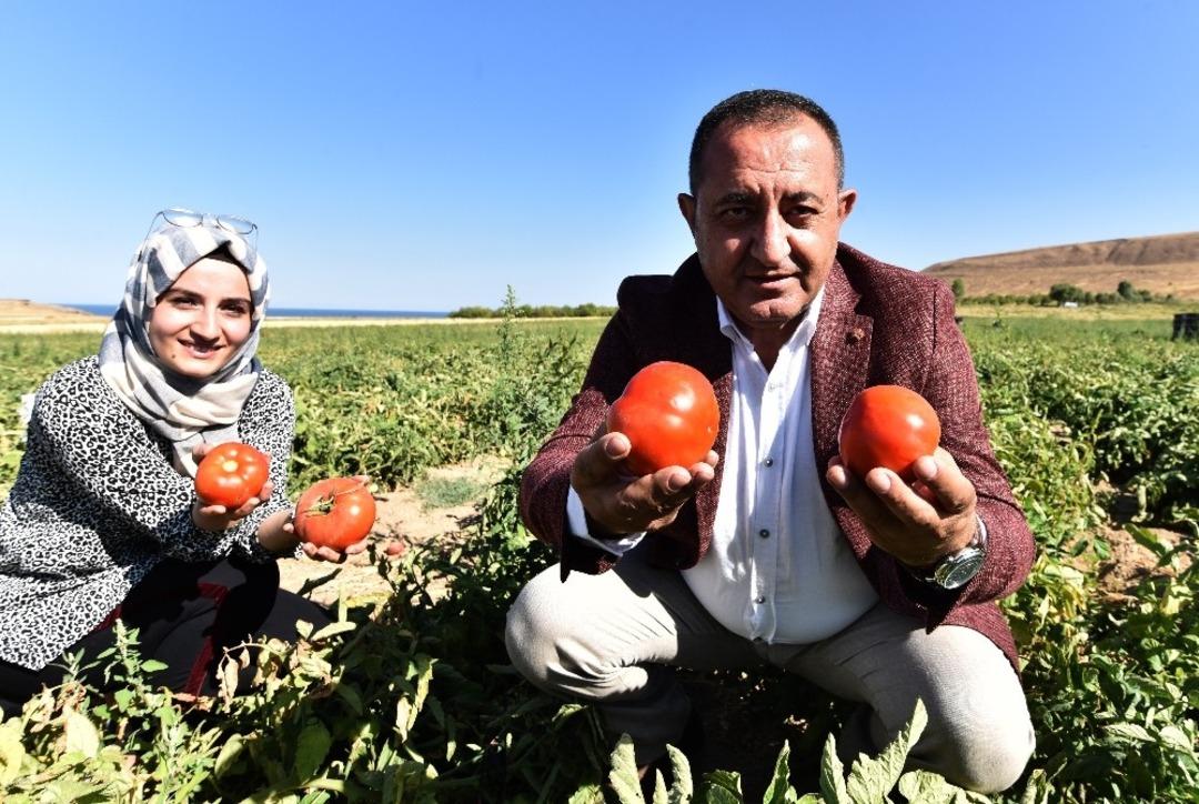 Domates mutlu ediyor