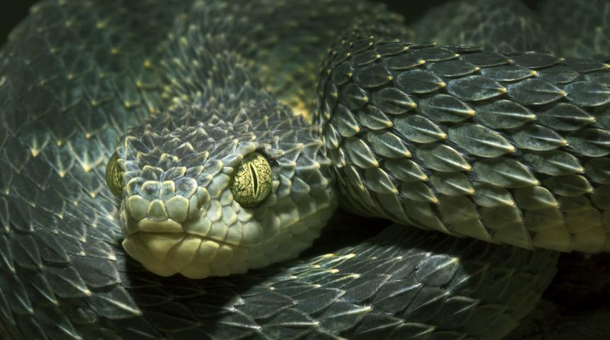 Bavuldan 88 canlı sürüngen çıktı!