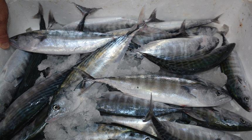 Sinop&rsquo;ta ilk palamutlar tezgahlara geldi