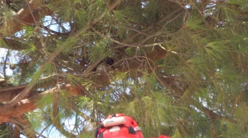 Burhaniye&rsquo;de ağa&ccedil;ta mahsur kalan kediyi itfaiye kurtardı