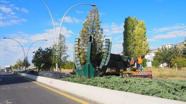 Ankara Büyükşehir’den ağaç hassasiyeti