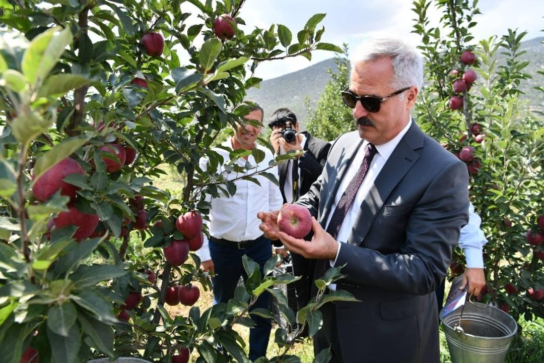 Vali, tekneyle g&ouml;le a&ccedil;ılarak, bah&ccedil;ede elma topladı
