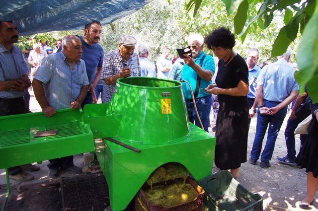 Bademli'de yerli ceviz hamlesi