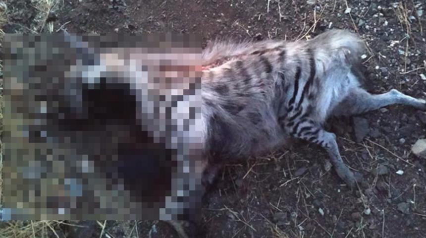 Nesli tükenmek üzere! Böyle bulundu