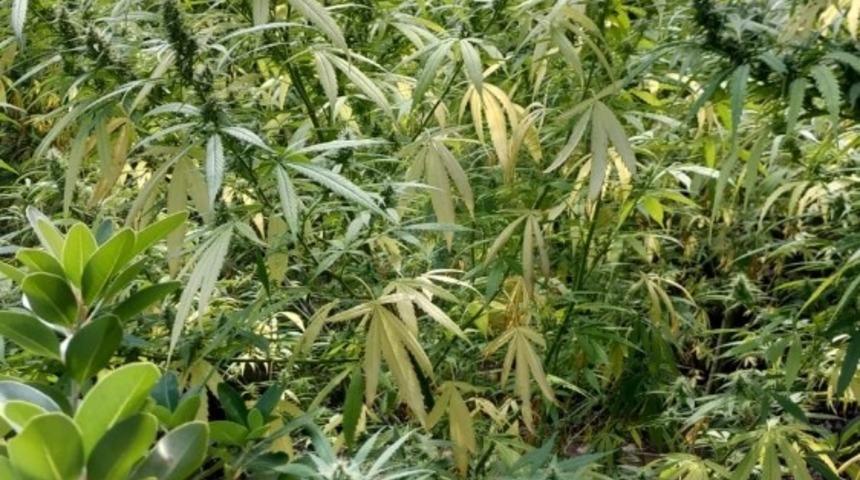 Hatay&rsquo;da ormanlık arazide ekili 147 k&ouml;k kenevir ele ge&ccedil;irildi