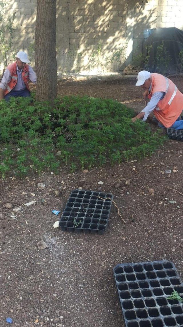 Bulvarların ve refüjlerin bakımları yapılıyor