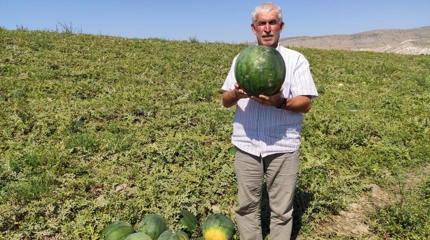 Bu karpuz 6 ay boyunca bozulmuyor!